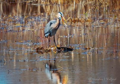 Heron Choking On Marsh Grass DSCN14008