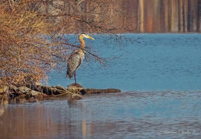 Heron On The Shore DSCN13652