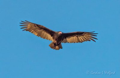 Turkey Vulture In Flight DSCN14103