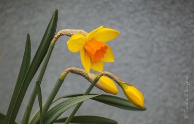 Daffodils P1020537