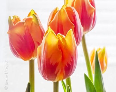 Orange Tulips With Red Streaks P1020561
