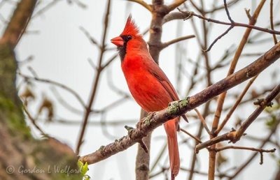 Male Cardinal DSCN14803