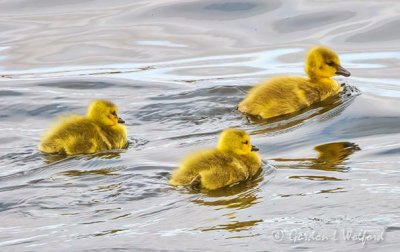 Three Goslings Swimming DSCN14891