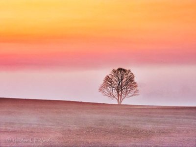 Tree & Ground Fog At Sunrise DSCN15275