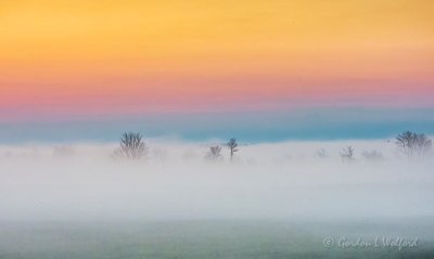 Trees In Sunrise Ground Fog DSCN15244