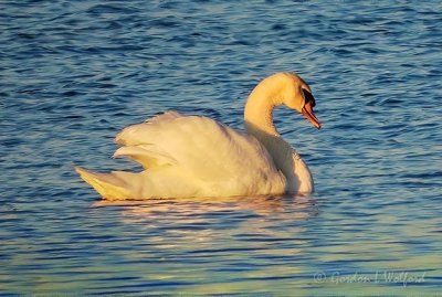 Mute Swan At Sunrise DSCN15689