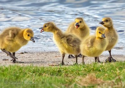 Five Goslings At Water's Edge DSCN15959