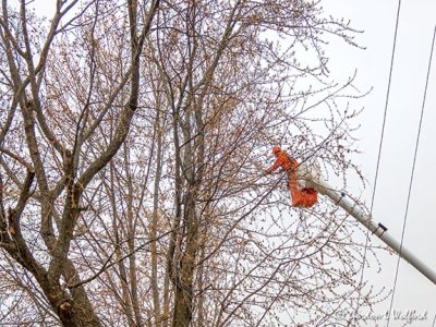 Tree Trimming P1020700