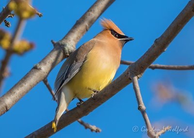 Cedar Waxwing DSCN16261