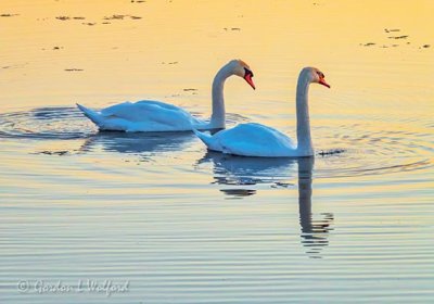 Two Mute Swans At Sunrise DSCN16444