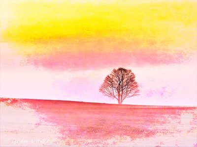 Tree & Ground Fog At Sunrise DSCN15275 'Art'