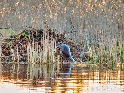 Beaver Climbing Its Lodge At Sunrise DSCN17711