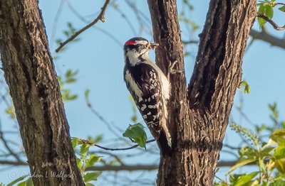 Downy Woodpecker With A Mouthful DSCN17793