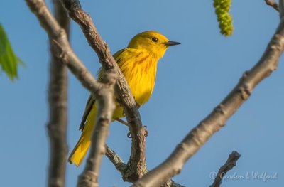 Yellow Warbler DSCN18655