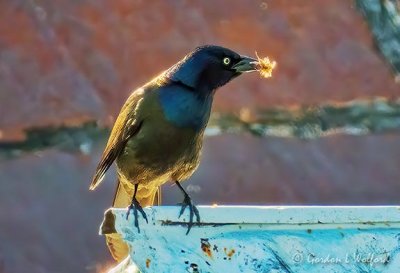 Grackle With A Mouthful DSCN18908