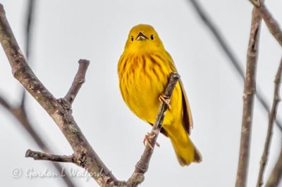 Yellow Warbler DSCN19084
