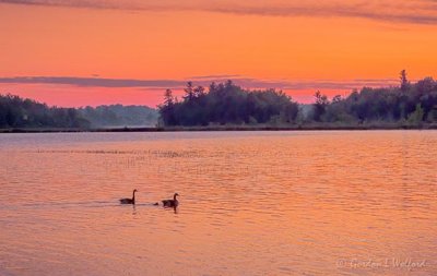 Geese On Otter Lake At Sunrise DSCN19687-9