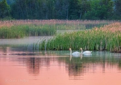 Mute Swans On Otter Creek At Sunrise DSCN19706