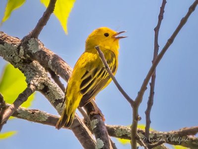 Yellow Warbler Warbling DSCN20302