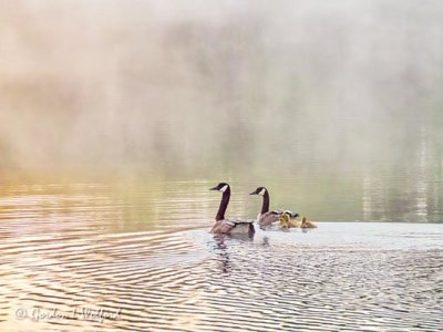 Goose Family On Misty Water At Sunrise DSCN20714