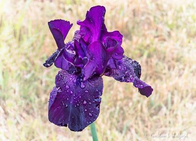 Wet Purple Velvet Iris DSCN20733