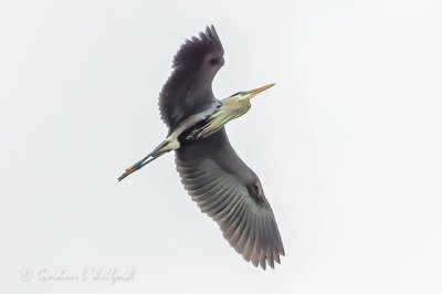 Heron In Flight DSCN20610