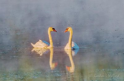 Swans On Misty Water At Sunrise DSCN21020