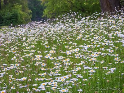 Lots Of Wild Daisies DSCN21685