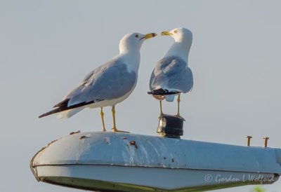 Two Gulls On A Light Standard DSCN21725