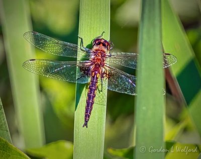 Dragonfly DSCN22205