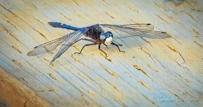 Dot-tailed Whiteface Dragonfly DSCN22466