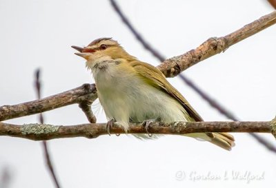 Red-eyed Vireo Singing DSCN22511