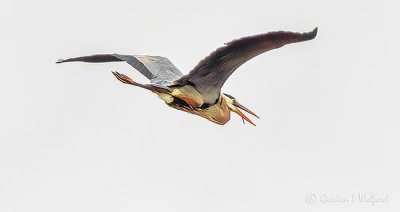 Heron In Flight With Tongue Hanging Out DSCN22629