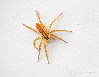 Spider On The Garage Door P1030048-56