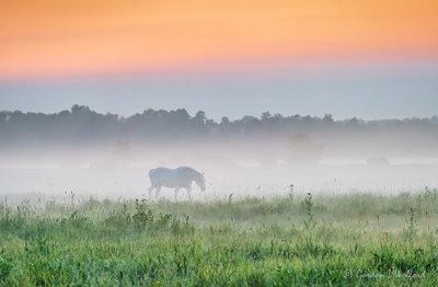 Equine Pal In Ground Fog At Sunrise P1540631