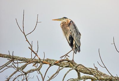 Heron On A Dead Limb DSCN23363