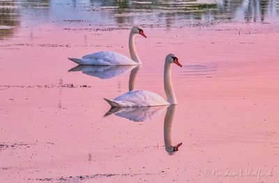 Mute Swans At Sunrise DSCN23513