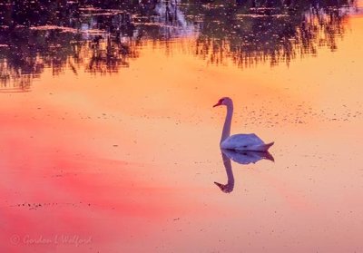 Mute Swan At Sunrise DSCN23542