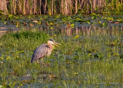 Heron In The Swale DSCN23679