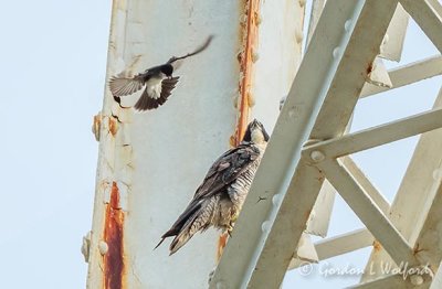 Eastern Kingbird Harassing A Peregrine Falcon DSCN23816
