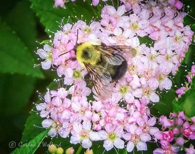 Bee On Spirea Blossoms DSCN22952