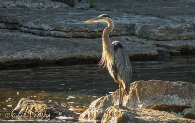 Great Blue Heron In Statue Mode DSCN24109