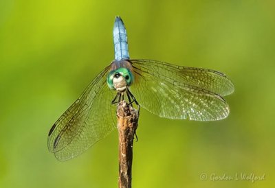 Blue Dasher Dragonfly DSCN24890