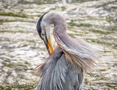 Heron Preening DSCN24923