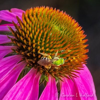 Green Sweat Bee On A Coneflower DSCN25207 (crop)