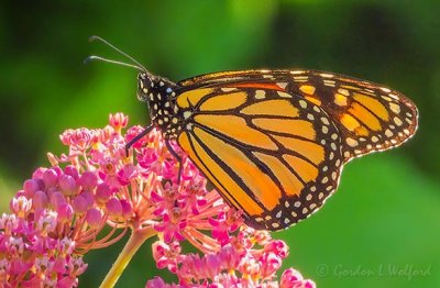 Monarch Butterfly On A Pink Flower DSCN25321