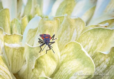 Boxelder Bug On A Flower DSCN25260