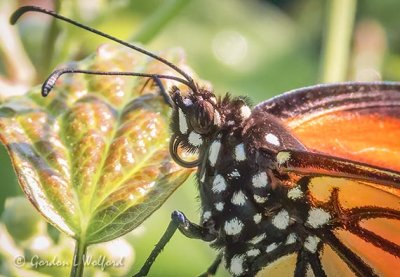 Monarch Butterfly Closeup DSCN25332