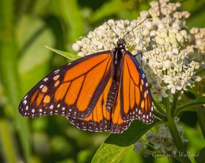 Monarch Butterfly On A White Flower DSCN25285