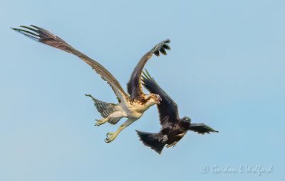 Crow Harassing An Osprey DSCN25452